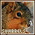 Squirrels