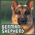 Dogs: German Shepherds