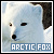 Foxes: Arctic