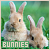 Rabbits & Bunnies