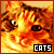 Cats and Kittens