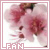Cherry Blossoms (Sakura)
